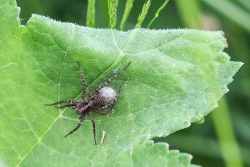 Pardosa sp.